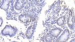 Histone H4 Antibody in Immunohistochemistry (Paraffin) (IHC (P))