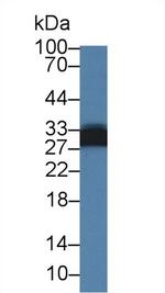 Adiponectin Antibody in Western Blot (WB)