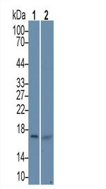 HSPB9 Antibody in Western Blot (WB)