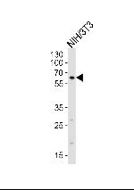 RYK Antibody in Western Blot (WB)