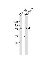 RYK Antibody in Western Blot (WB)