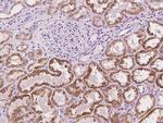 CLEC14A Antibody in Immunohistochemistry (Paraffin) (IHC (P))