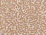 H6PD Antibody in Immunohistochemistry (Paraffin) (IHC (P))