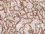 SEMA4G Antibody in Immunohistochemistry (Paraffin) (IHC (P))