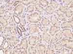 LYPD2 Antibody in Immunohistochemistry (Paraffin) (IHC (P))