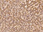 LYPD2 Antibody in Immunohistochemistry (Paraffin) (IHC (P))