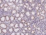 TPRX1 Antibody in Immunohistochemistry (Paraffin) (IHC (P))