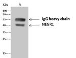 NEGR1 Antibody in Immunoprecipitation (IP)