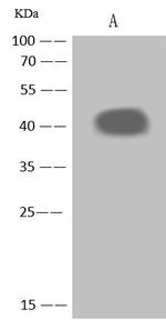 NEGR1 Antibody in Western Blot (WB)