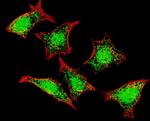 NPR3 Antibody in Immunocytochemistry (ICC/IF)