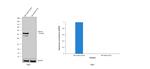 Desmin Antibody in Western Blot (WB)