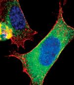 CRMP2 Antibody in Immunocytochemistry (ICC/IF)