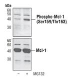Phospho-MCL1 (Ser159, Thr163) Antibody in Western Blot (WB)