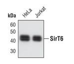 SIRT6 Antibody in Western Blot (WB)