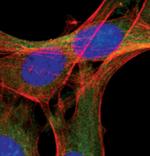 ATG12 Antibody in Immunocytochemistry (ICC/IF)