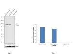 HK2 Antibody