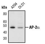 AP2 alpha Antibody in Western Blot (WB)