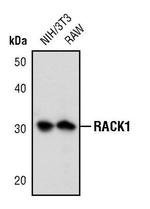 RACK1 Antibody in Western Blot (WB)