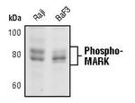 Phospho-MARK1/MARK2/MARK3 (Thr215, Thr208, Thr234) Antibody in Western Blot (WB)