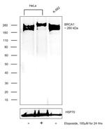 BRCA1 Antibody