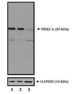 PKC alpha Antibody