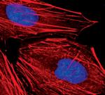 Lamin A (Cleaved Asp230) Antibody in Immunocytochemistry (ICC/IF)