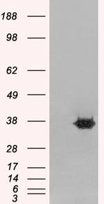 MORF4L2 Antibody in Western Blot (WB)