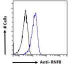 RNF8 Antibody in Flow Cytometry (Flow)