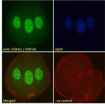 FOXA1 Antibody in Immunocytochemistry (ICC/IF)