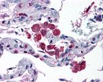 FLAP Antibody in Immunohistochemistry (Paraffin) (IHC (P))