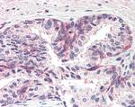 MSX1 Antibody in Immunohistochemistry (Paraffin) (IHC (P))