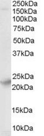 SYNGR4 Antibody in Western Blot (WB)