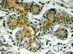 Klotho Antibody in Immunohistochemistry (Paraffin) (IHC (P))