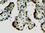 Klotho Antibody in Immunohistochemistry (Paraffin) (IHC (P))