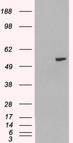 PAX8 Antibody in Western Blot (WB)