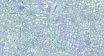 ROBO1 Antibody in Immunohistochemistry (Paraffin) (IHC (P))