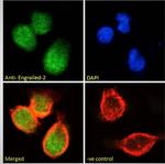 EN2 Antibody in Immunocytochemistry (ICC/IF)