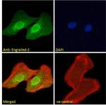 EN2 Antibody in Immunocytochemistry (ICC/IF)