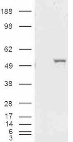 ALDH1A1 Antibody in Western Blot (WB)