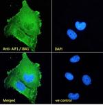 IBA1 Antibody in Immunocytochemistry (ICC/IF)