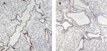 Munc13-4 Antibody in Immunohistochemistry (Paraffin) (IHC (P))