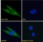 FXR1 Antibody in Immunocytochemistry (ICC/IF)