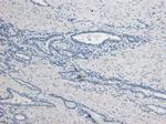 Kallikrein 2 Antibody in Immunohistochemistry (Paraffin) (IHC (P))