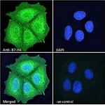 B7-H4 Antibody in Immunocytochemistry (ICC/IF)