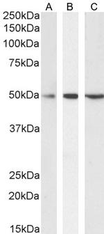 SEPT6 Antibody in Western Blot (WB)