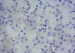 TSPO Antibody in Immunohistochemistry (Paraffin) (IHC (P))