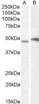 POU3F3 Antibody in Western Blot (WB)