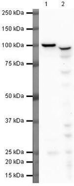 PIWIL1 Antibody in Western Blot (WB)