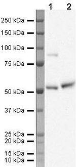 KLF10 Antibody in Western Blot (WB)