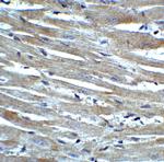 CX3CR1 Antibody in Immunohistochemistry (Paraffin) (IHC (P))